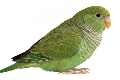 Parrocchetto Caterina