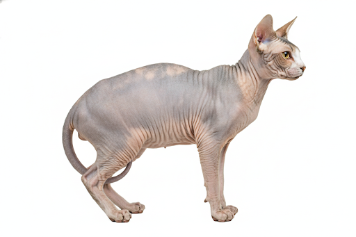 Sphynx
