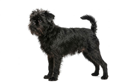 Affenpinscher