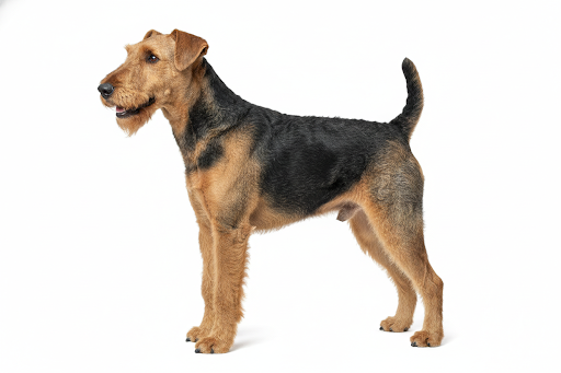 Airedale
