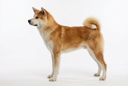 Akita Inu