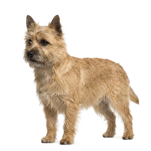 Cairn Terrier