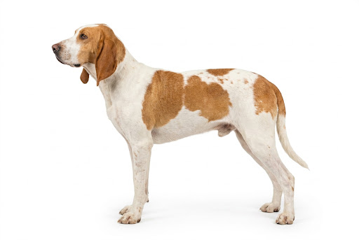 Grande Anglo-Francese Bianco e Arancio