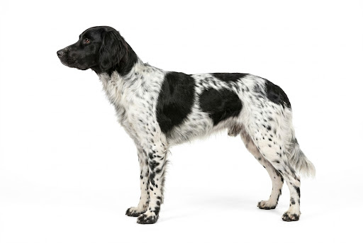 Grande Münsterländer