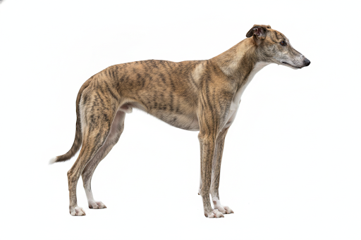 Greyhound