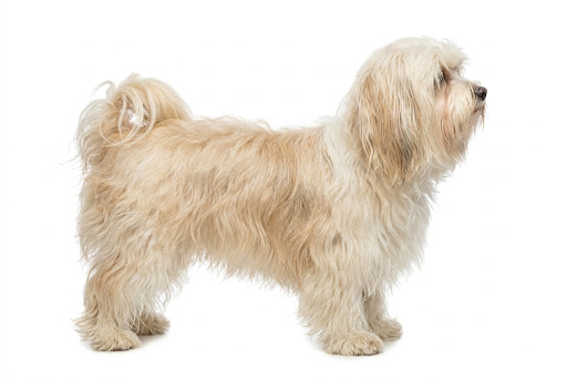 Havanese