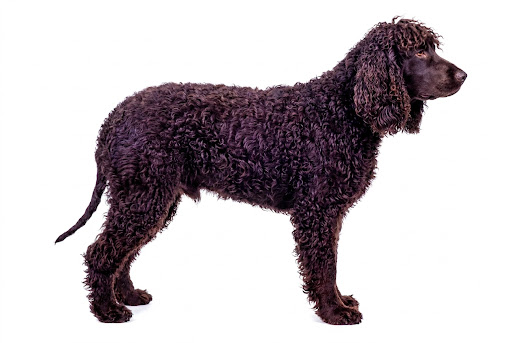 Irish Water Spaniel