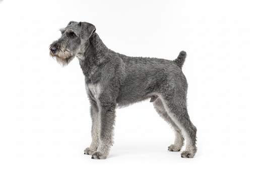 Kerry Blue Terrier