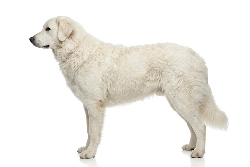 Kuvasz