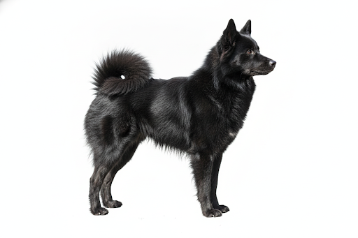Lapphund