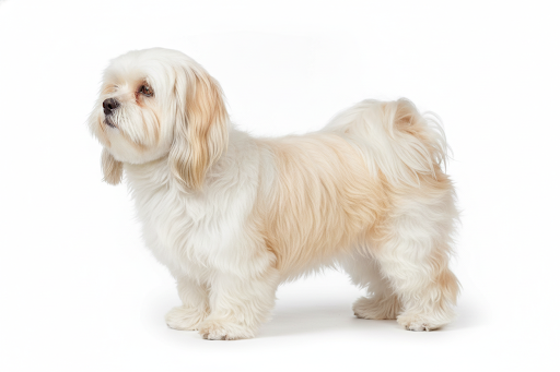 Lhasa Apso