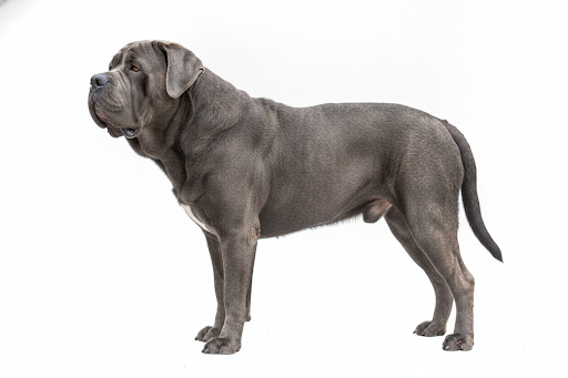 Mastino Napoletano