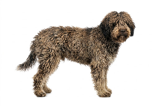 Perro de Agua Español