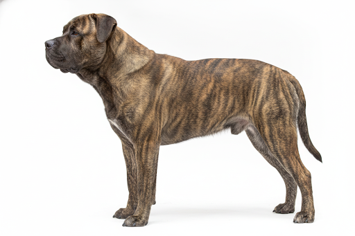 Perro de Presa Maiorchino