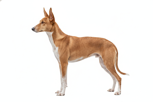 Podenco Ibicenco
