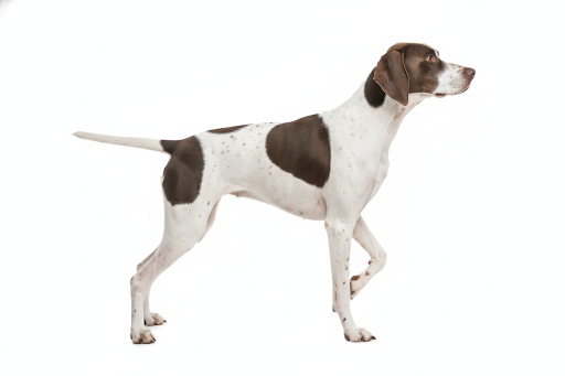 Pointer Inglese 