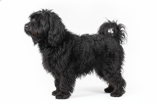 Puli