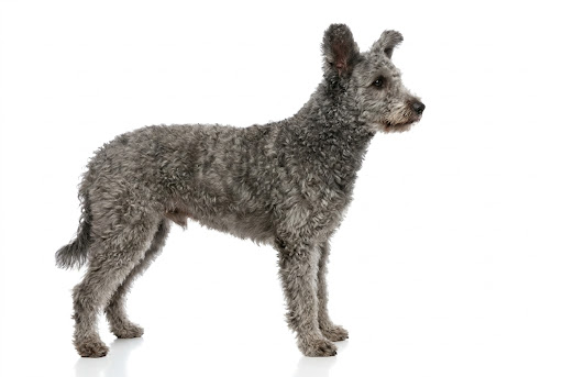 Pumi