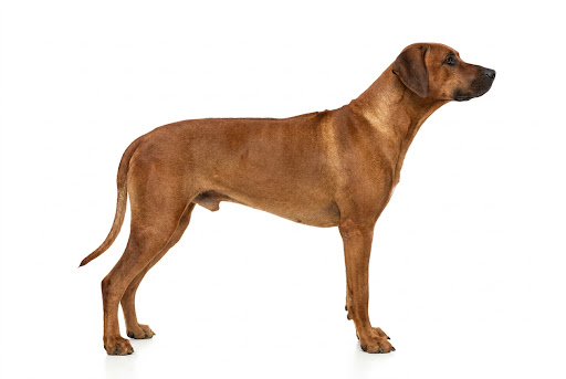 Rhodesian Ridgeback