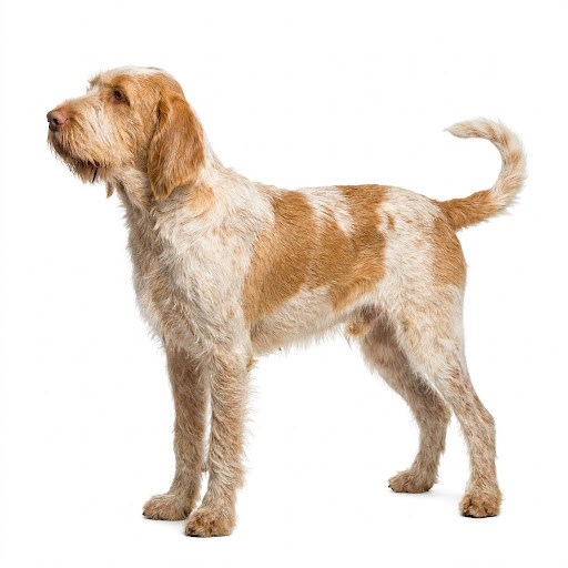 Spinone