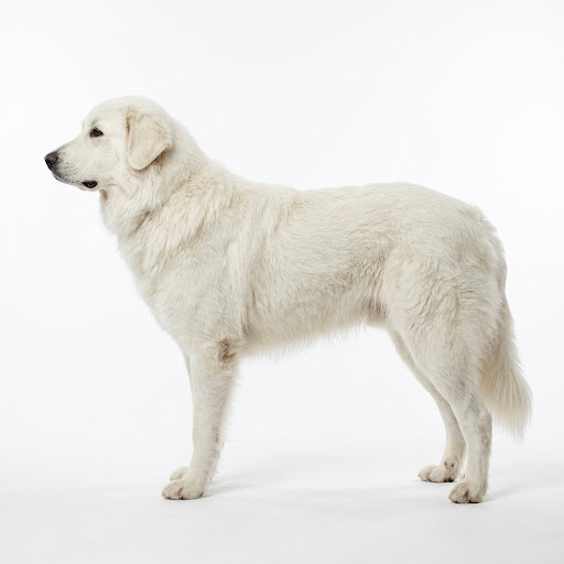 Tatra Shepherd Dog