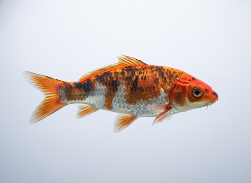 Carpa Koi