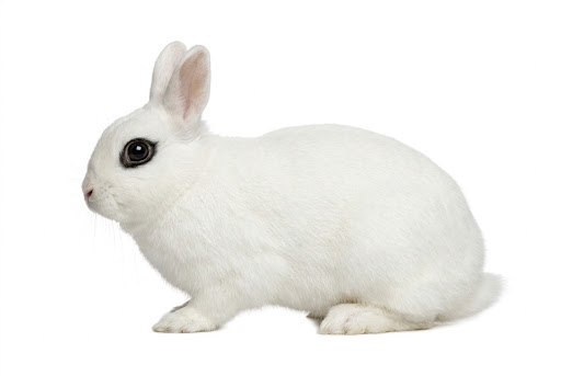 Nano Hotot