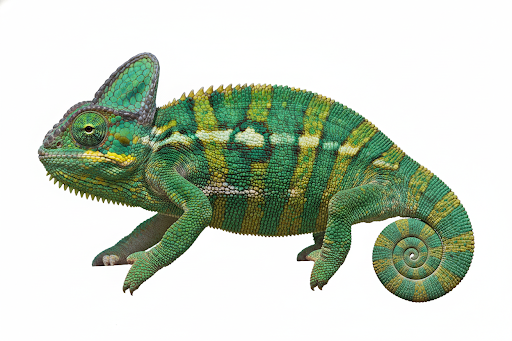 Camaleonte Velato