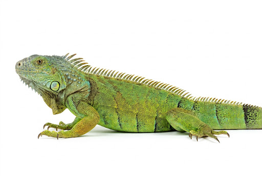 Iguana Verde