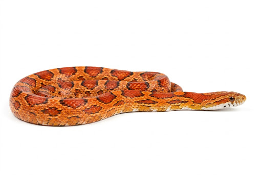 Serpente del Grano