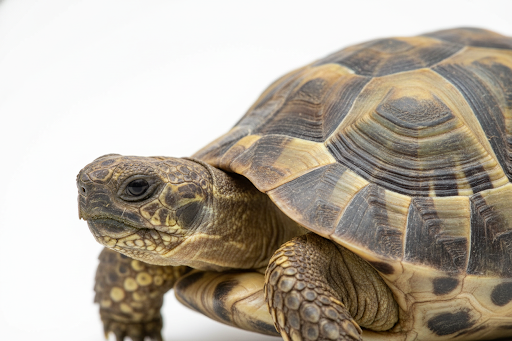 Tartaruga Greca